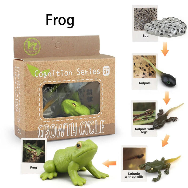 Animal Life Cycle Montessori Cognitive Toy