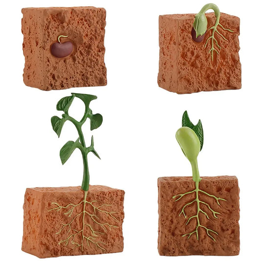 Simulation Life Cycle of a Green Bean Plant