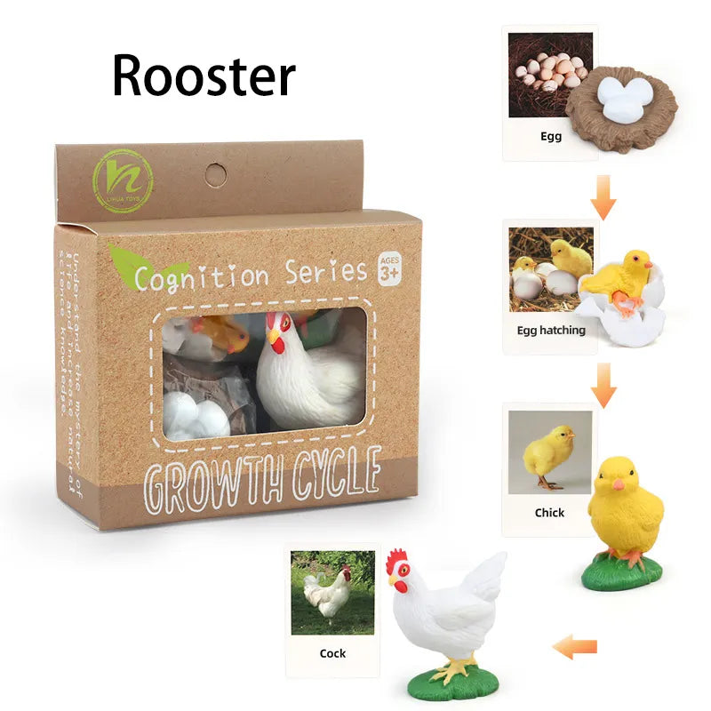 Animal Life Cycle Montessori Cognitive Toy