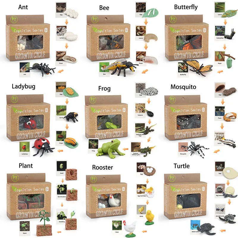 Animal Life Cycle Montessori Cognitive Toy