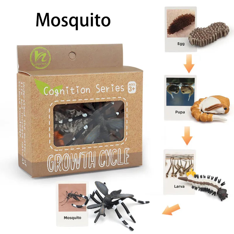 Animal Life Cycle Montessori Cognitive Toy