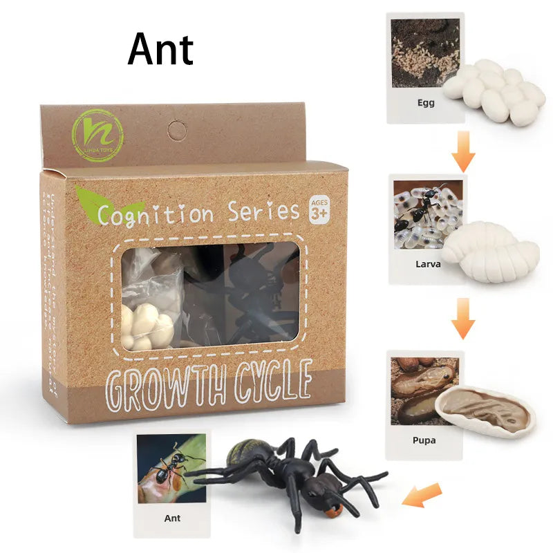 Animal Life Cycle Montessori Cognitive Toy