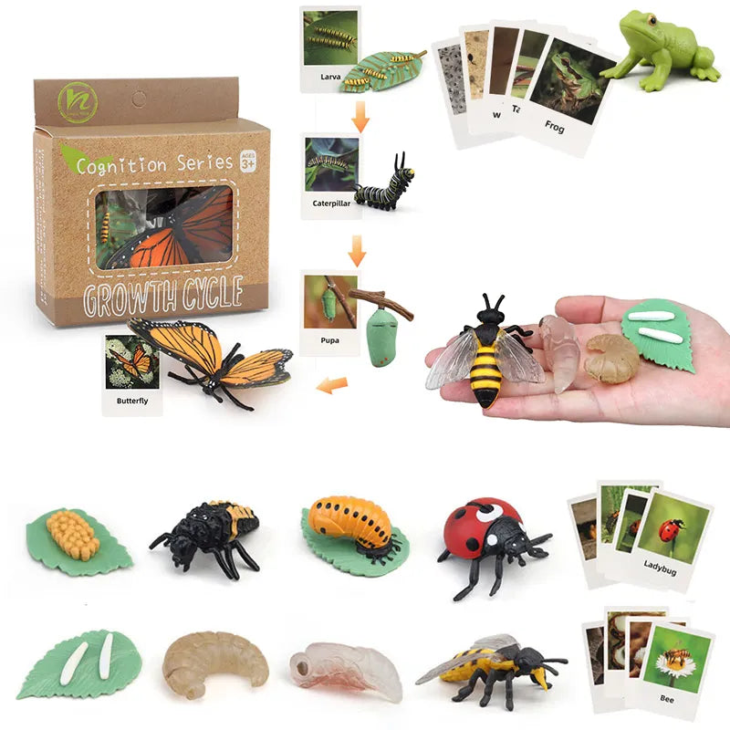 Animal Life Cycle Montessori Cognitive Toy – Early Years Resource ...