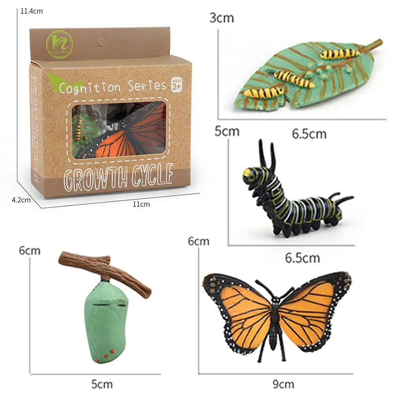 Animal Life Cycle Montessori Cognitive Toy