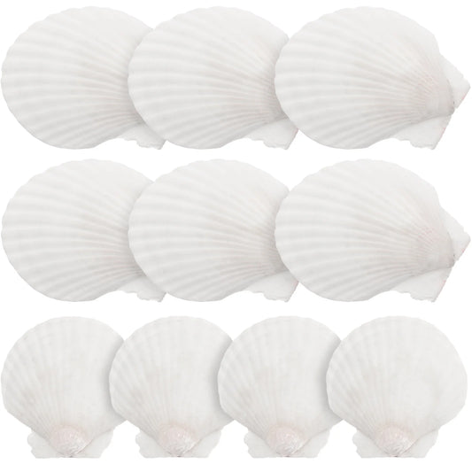 Natural Sea Shell White Scallop