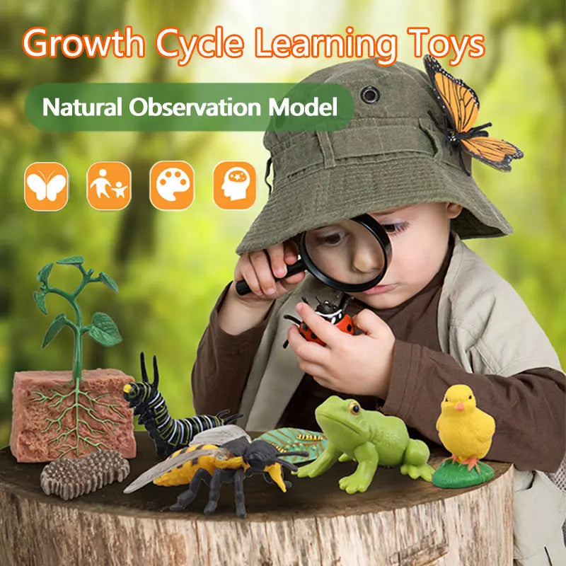 Animal Life Cycle Montessori Cognitive Toy