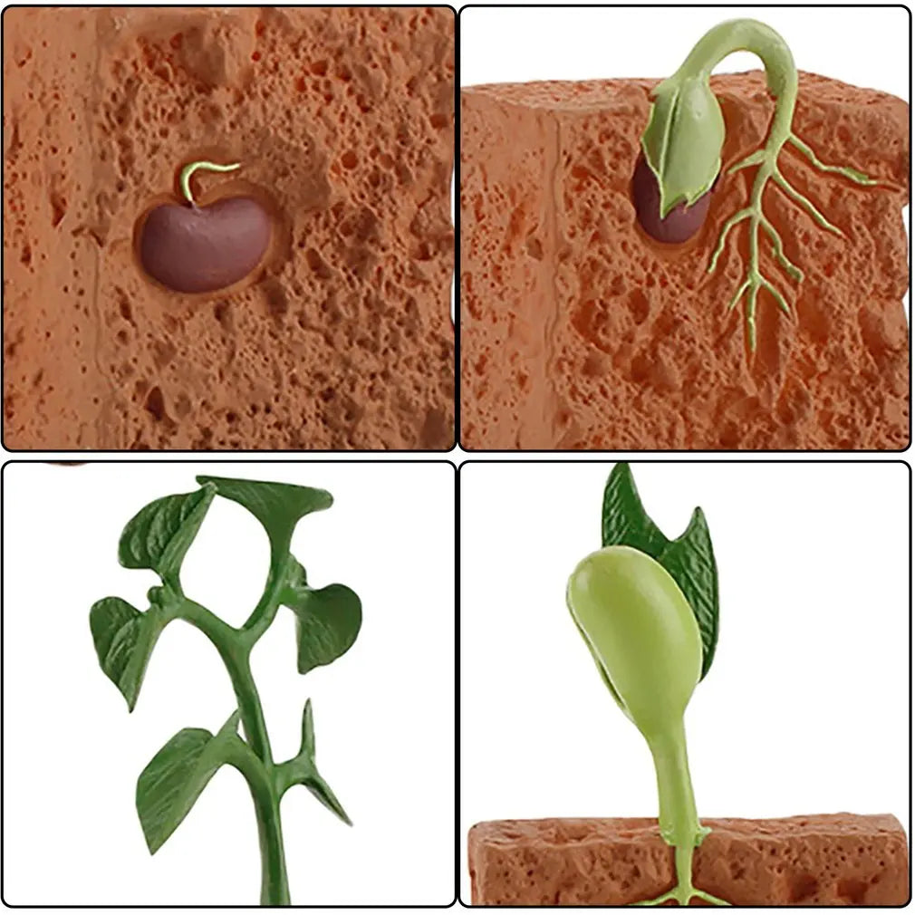 Simulation Life Cycle of a Green Bean Plant