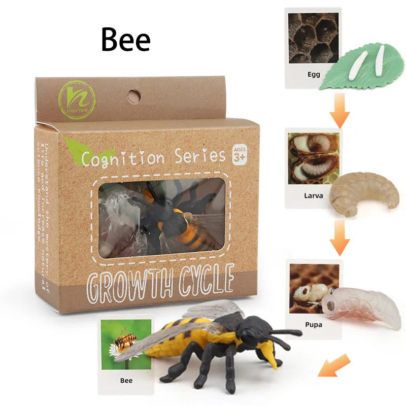 Animal Life Cycle Montessori Cognitive Toy